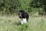 SPRINGER SPANIEL 025